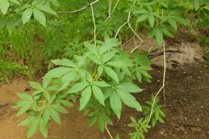 Parent tree leaf group