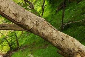 Parent tree bark