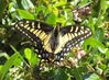 Anise Swallow Tail Butterfly