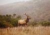 Bull Elk - Tomales Point - Point Reyes, CA
